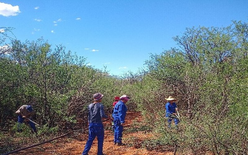 Harvest crew at work in Prieska