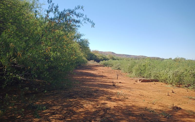 A tranche of land cleared of invasive bush