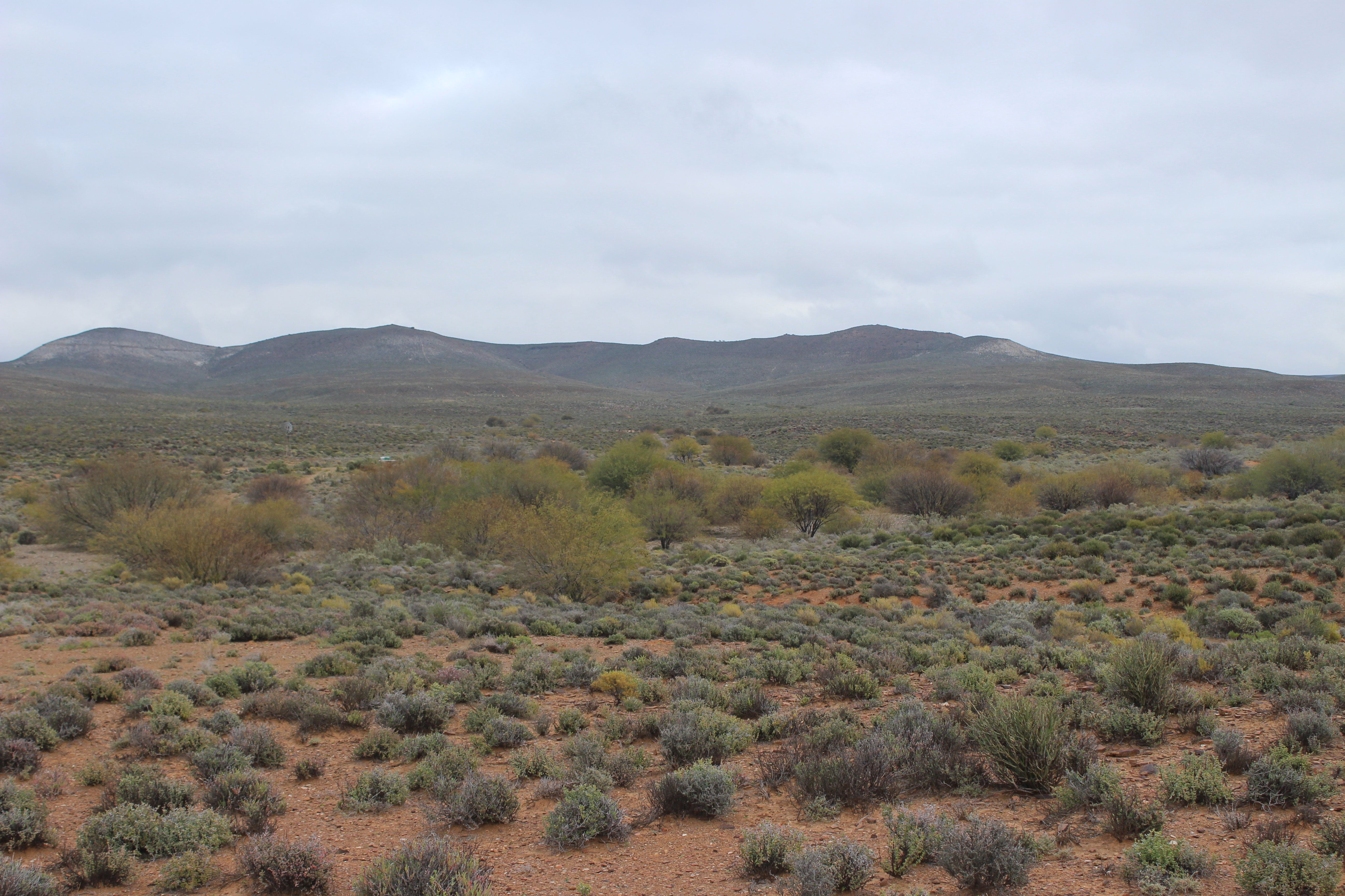 Invasive bush encroachment across Southern African landscape